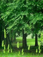 Lớp 5 - Tập làm văn - Tuần 31: Ôn tập về tả cảnh