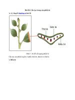 Tải Lý thuyết Sinh học lớp 6 bài 20 - Cấu tạo trong của phiến lá