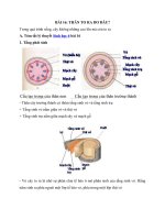 Tải Lý thuyết Sinh học lớp 6 bài 16 - Thân to ra do đâu?