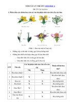 Tải Lý thuyết Sinh học lớp 6 bài 29 - Các loại hoa