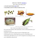 Tải Lý thuyết Sinh học lớp 6 bài 26 - Sinh sản sinh dưỡng tự nhiên