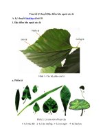 Tải Lý thuyết Sinh học lớp 6 bài 19 - Đặc điểm bên ngoài của lá