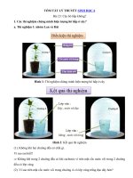 Tải Lý thuyết Sinh học lớp 6 bài 23 - Cây hô hấp không?