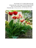 giáo án tuần 12. chủ đề nhánh 