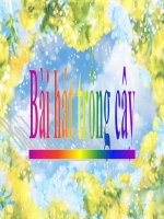 TNXH lớp 3- tuần 22- Bài Rễ cây tt