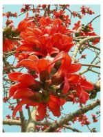 Lớp 2 - Tập làm văn - Tuần 32: Đáp lời từ chối. Đọc sổ liên lạc