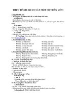 Tải Giáo án môn Sinh học lớp 7 bài 21 - Thực hành quan sát một số thân mềm