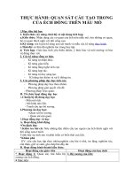 Tải Giáo án môn Sinh học lớp 7 bài 38 - Thực hành quan sát cấu tạo trong của ếch đồng