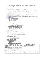 Tải Giáo án môn Sinh học lớp 7 bài 45 - Cấu tạo trong của chim bồ câu