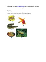 Tải Giải bài tập SGK Tự nhiên và xã hội 2 bài 29: Một số loài vật sống dưới nước - Soạn Tự nhiên và xã hội lớp 2
