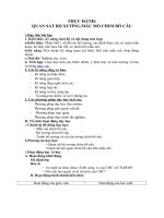 Tải Giáo án môn Sinh học lớp 7 bài 44 - Thực hành quan sát bộ xương và mẫu mổ chim bồ câu