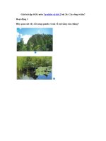 Tải Giải bài tập SGK Tự nhiên và xã hội 2 bài 24: Cây sống ở đâu? - Soạn Tự nhiên và xã hội lớp 2