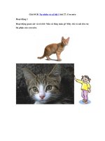 Tải Giải SGK Tự nhiên và xã hội 1 bài 27: Con mèo - Soạn Tự nhiên và xã hội lớp 1