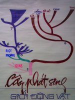 sinh 7- THỦY TỨC - Website Trường THCS Phan Bội Châu - Đại Lộc - Quảng Nam