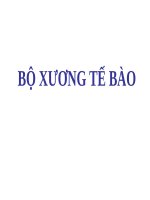 BỘ XƯƠNG tế bào (SINH học tế bào) (chữ biến dạng do slide dùng font VNI times, tải về xem bình thường) 