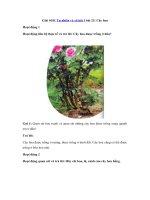 Tải Giải SGK Tự nhiên và xã hội 1 bài 23: Cây hoa - Soạn Tự nhiên và xã hội lớp 1