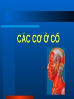 CÁC cơ ở cổ (GIẢI PHẪU) (chữ biến dạng do slide dùng font VNI times, tải về xem bình thường) 