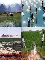 slide bài giảng địa lí 10 tiết 30 vai trò đặc điểm các nhân tố ảnh hưởng tới phát triển và phân bố nông nghiệp 