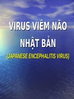 VIRUS VIÊM não NHẬT bản (JAPANESE ENCEPHALITIS VIRUS) (VI SINH) (chữ biến dạng do slide dùng font VNI times, tải về xem bình thường) 