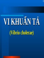 VI KHUẨN tả (vibrio cholerae) (VI SINH) 