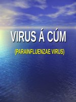 VIRUS á cúm (PARAINFLUENZAE VIRUS) (VI SINH) (chữ biến dạng do slide dùng font VNI times, tải về xem bình thường) 
