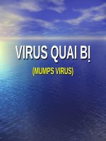 VIRUS QUAI bị (MUMPS VIRUS) (VI SINH) (chữ biến dạng do slide dùng font VNI times, tải về xem bình thường) 