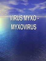 VIRUS MYXO MYXOVIRUS (VI SINH) (chữ biến dạng do slide dùng font VNI times, tải về xem bình thường) 