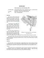 ĐĐ và PB của các loài cây lâm nghiệp- Cây Muồng đen