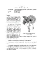 ĐĐ và PB của các loài cây lâm nghiệp- Cây Cọ bầu