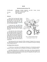 ĐĐ và PB của các loài cây lâm nghiệp- Cây Suổi