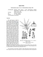 ĐĐ và PB của các loài cây lâm nghiệp- Cây Mạnh Tông