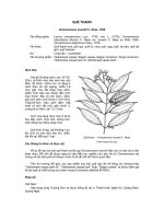 ĐĐ và PB của các loài cây lâm nghiệp- Cây Quế thanh