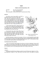 ĐĐ và PB của các loài cây lâm nghiệp- Cây Xoay