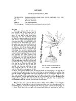 ĐĐ và PB của các loài cây lâm nghiệp- Cây Hóp nhỏ