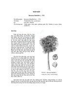 ĐĐ và PB của các loài cây lâm nghiệp- Cây Thốt nốt