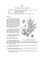 ĐĐ và PB của các loài cây lâm nghiệp- Cây Sơn