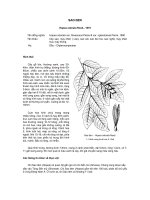 ĐĐ và PB của các loài cây lâm nghiệp- Cây Sao đen