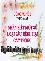 slide bài giảng công nghệ lớp 9 tiết 21 thực hành nhận biết một số sâu bệnh hại cây ăn quả 