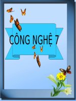 slide bài giảng công nghệ lớp 7 tiết 20 luân canh xen canh tăng vụ 