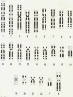 DI TRUYỀN PHÂN tử các BỆNH (SINH DI TRUYỀN) (chữ biến dạng do slide dùng font VNI times, tải về xem bình thường) 