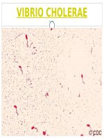 VIBRIO CHOLERAE (VI SINH) 