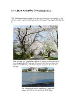 Hoa Anh dao o Washington