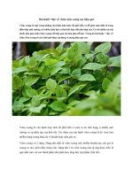 Tải Bài thuốc “độc vị” chữa viêm xoang cực hiệu quả - Bài thuốc đơn giản chữa viêm xoang từ cây kinh giới