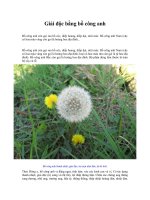 Tải Giải độc bằng bồ công anh - Tác dụng giải độc của rau diếp dại