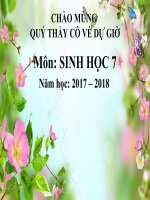 Bai 12 Mot so giun dep khac va dac diem chung cua nganh Giun dep