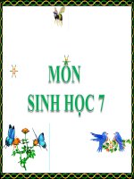 Bai 12 Mot so giun dep khac va dac diem chung cua nganh Giun dep