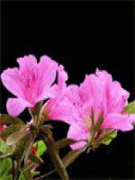 Tiết 1 bài 1: Nhà ở đối với con người (tiết 1)