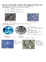 vi sinh vật  sinh học 12  lê cảnh thành  thư viện giáo dục tỉnh quảng trị