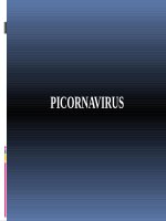 PICORNAVIRUS ROTAVIRUS (VI SINH) 