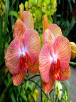 chim sáo  âm nhạc 4  dương văn hùng  thư viện tư liệu giáo dục